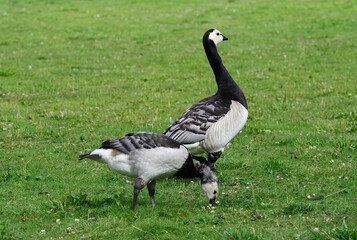 A beautiful large Southern Swedish goose (Goose Scania)