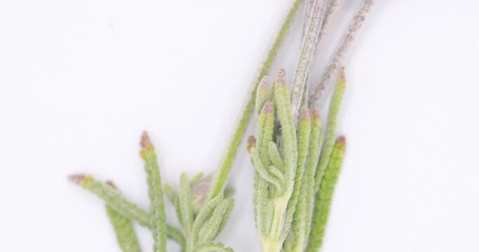Up-close, Macro video of lavender sprig, flowers and buds, isolated on white background