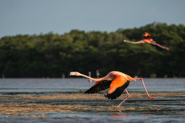 Flamingo despegando