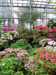 greenhouse with plants