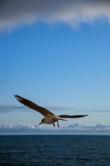 seagull in flight