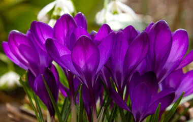 Beautiful spring background with close-up of a group of blooming purple crocus flowers on a meadow....