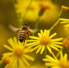 Bee near yellow flowers. Generative AI

