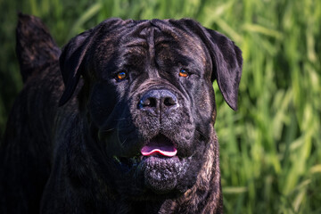 2022-05-21 FRONT PHOTOGRPAH OF A LARGE CANE CORSO WITH NICE EYES AND A BLURRY GREEN BACKGROUND