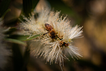 Bee in a paperbark flower