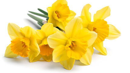 Fototapeta premium Group of yellow daffodils on a white background., Generative Ai