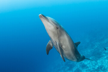 Bottlenose dolphin in the blue, French Polynesia