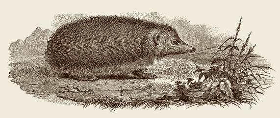 European hedgehog erinaceus europaeus sitting on grassy ground, after antique copperplate © M