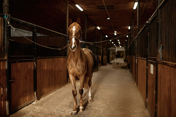 Portrait of young purebred stallion tied standing in stalls