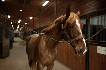 Portrait of young purebred stallion tied standing in stalls
