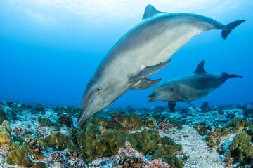 Fototapeta na wymiar bottlenose dolphin playing with sponge, French Polynesia