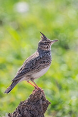The crested lark or Galerida cristata common small grey brown bird on the green sunny background.