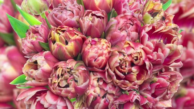 background of blooming pink peony tulips, time lapse