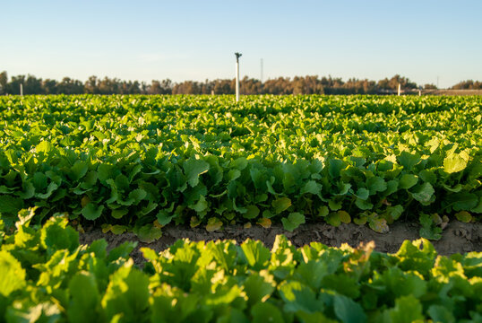 Imagen horizontal de un campo de cultivo de grelos con sistema de riego por aspersores.