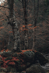 Beautiful natural composition of tree big beech trees.