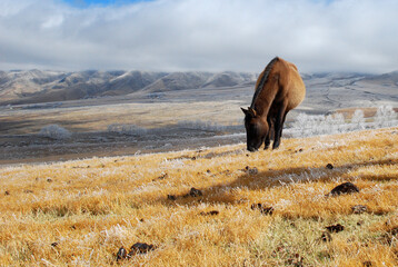 horses at tafi del valle argentina on a yellow ice grass
