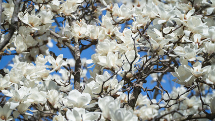 日本で咲くハクモクレンの花
