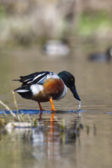 Northern shoveler. Spatula clypeata.