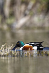 Northern shoveler. Spatula clypeata.