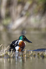 Northern shoveler. Spatula clypeata.