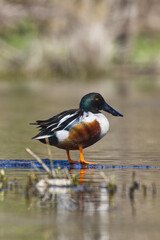 Northern shoveler. Spatula clypeata.