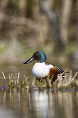Northern shoveler. Spatula clypeata.
