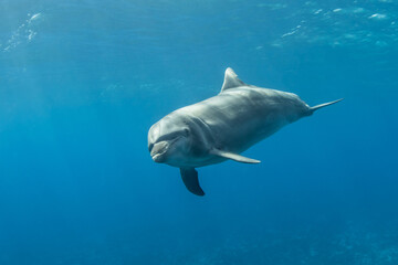 Bottlenose dolphin in the blue, French Polynesia