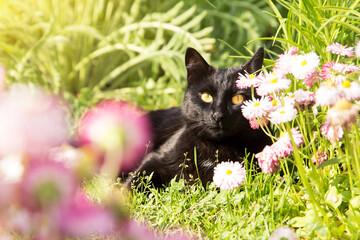 Beautiful bombay black cat portrait in spring summer garden with green grass and flowers in nature...