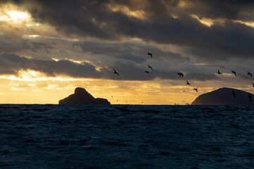 Tasmanian Summer Select