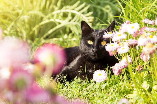 Beautiful bombay black cat portrait in spring summer garden with green grass and flowers in nature in sunlight