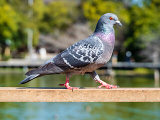 シュッとした顔で歩く鳩