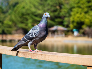 遠くをうかがう鳩くん