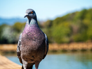ちょっとだけ考えてるハト