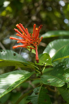 Flower of wild growing plant Quassia Amara in the Amazon rainforest. It is also known as amargo, bitter ash or bitterwood, family Simaroubaceae. Near the village of Terra de Caju, Amazonas, Brazil.