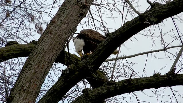 Bald eagle feasts on a squirrel in Northwest Ohio on a cloudy, blustery day.