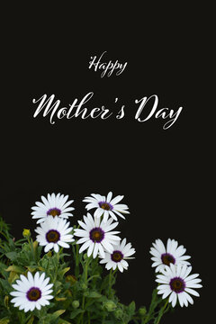 Mother's Day card with african daisies isolated on black background. Mother's Day greeting concept.