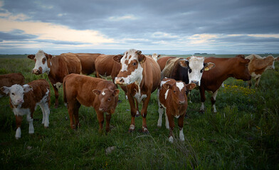 Fototapeta na wymiar cows grazing in a beautiful sunset 