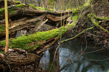 Fallen trees in the forest. Spring landscape with a river.