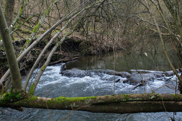 river in the forest