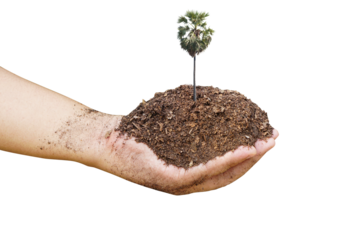 World Environment Day. tree in human hands