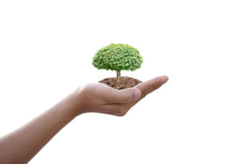 Naklejka na ściany i meble World Environment Day. tree in human hands
