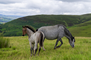 Obraz na płótnie Canvas horses in the Brecon Beacons national Park in Wales 