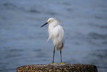 garça-branca-pequena  Egretta thula