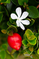 Carissa carandas flower and fruit