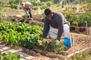 Focused African american man working in a vegetable garden is loosening the soil with a small shovel on the garden bed