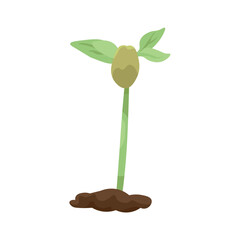 Growing seedling on white background