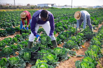African-american man working on farm field on summer day, harvesting fresh cabbage