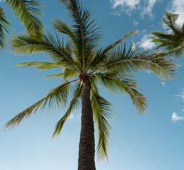 Fototapeta premium coconut tree