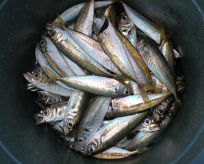 Freshly caught fish, mackerel in a bucket, sea fishing