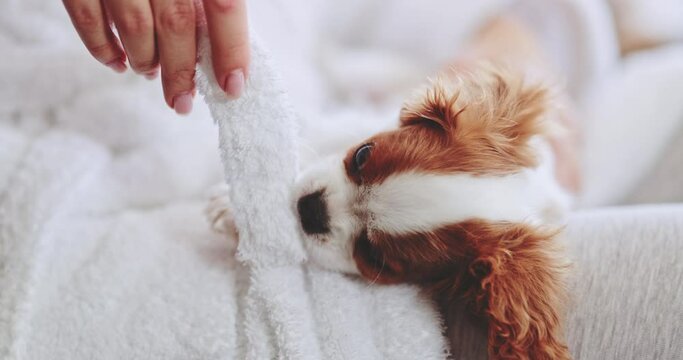 Puppy Playing In Womans' Hands. SLOW MOTION. Little baby dog biting bathrobe belt. Cavalier King Charles Spaniel pup having fun with owner. Happy stress free cinematic footage. Therapy dog breed. 